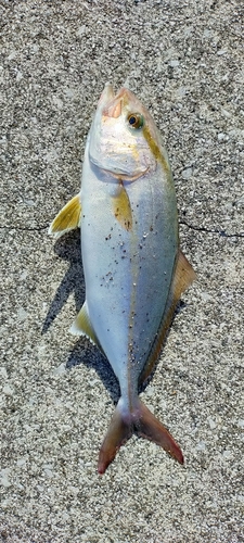 ショゴの釣果