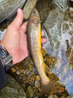 ヤマトイワナの釣果