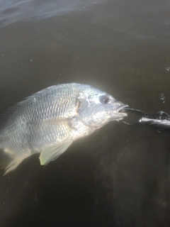 キビレの釣果