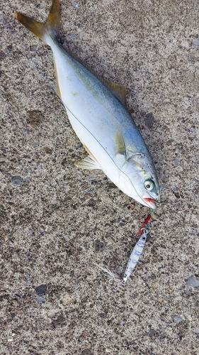 ワカシの釣果