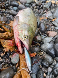 カラフトマスの釣果