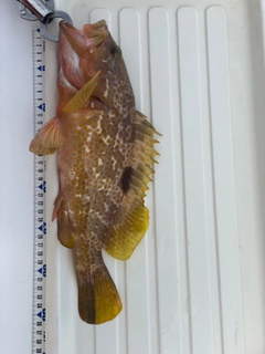 アコウの釣果