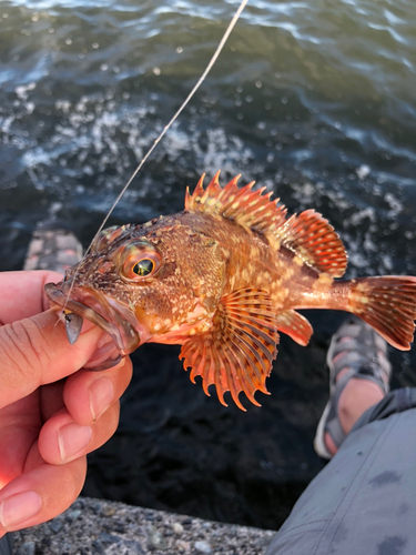 カサゴの釣果