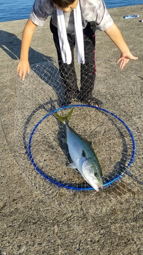 ワラサの釣果