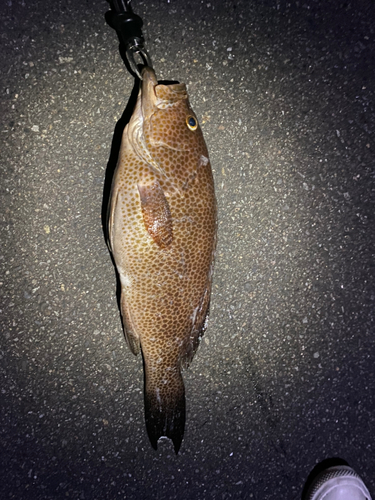 オオモンハタの釣果