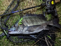 クロダイの釣果