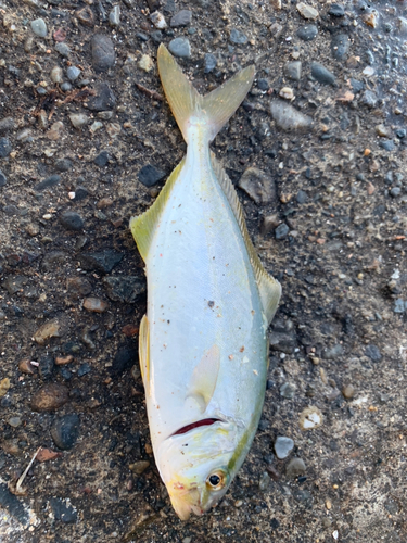 ショゴの釣果