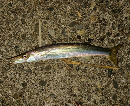 カマスの釣果