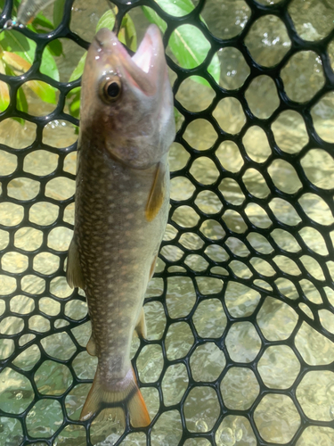 イワナの釣果