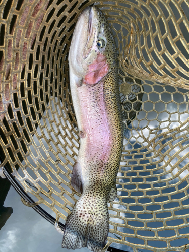 ニジマスの釣果