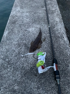 マゴチの釣果