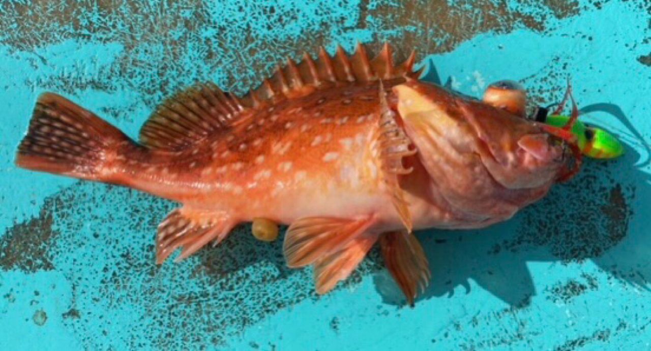 ウッカリカサゴ