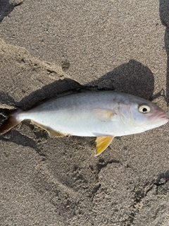 ショゴの釣果