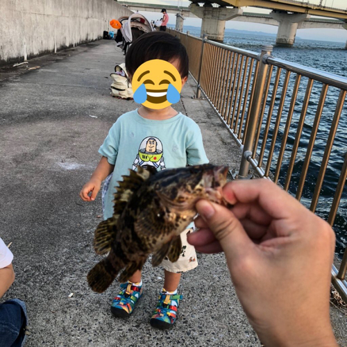 タケノコメバルの釣果