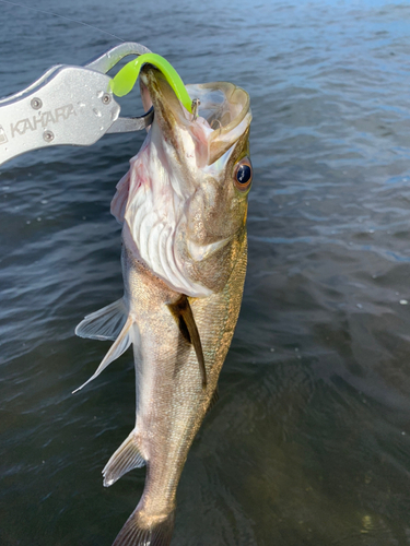 セイゴ（マルスズキ）の釣果