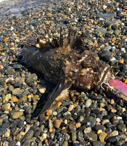 オニオコゼの釣果