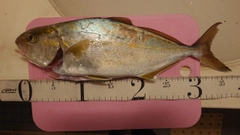 ショゴの釣果