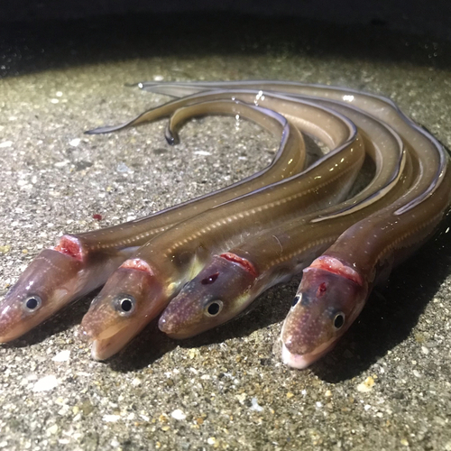 マアナゴの釣果