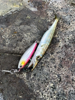 カマスの釣果