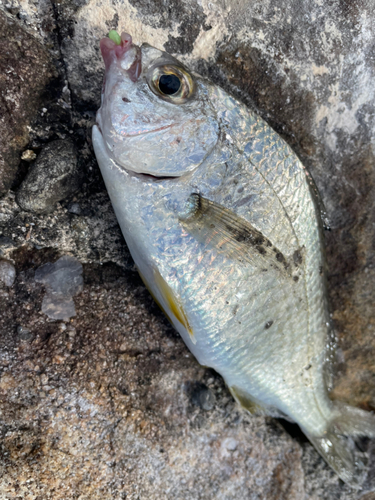 クロサギの釣果