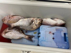 マダイの釣果