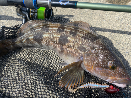 アイナメの釣果