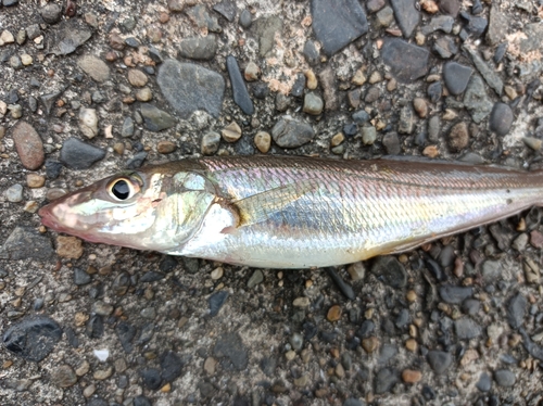 シロギスの釣果