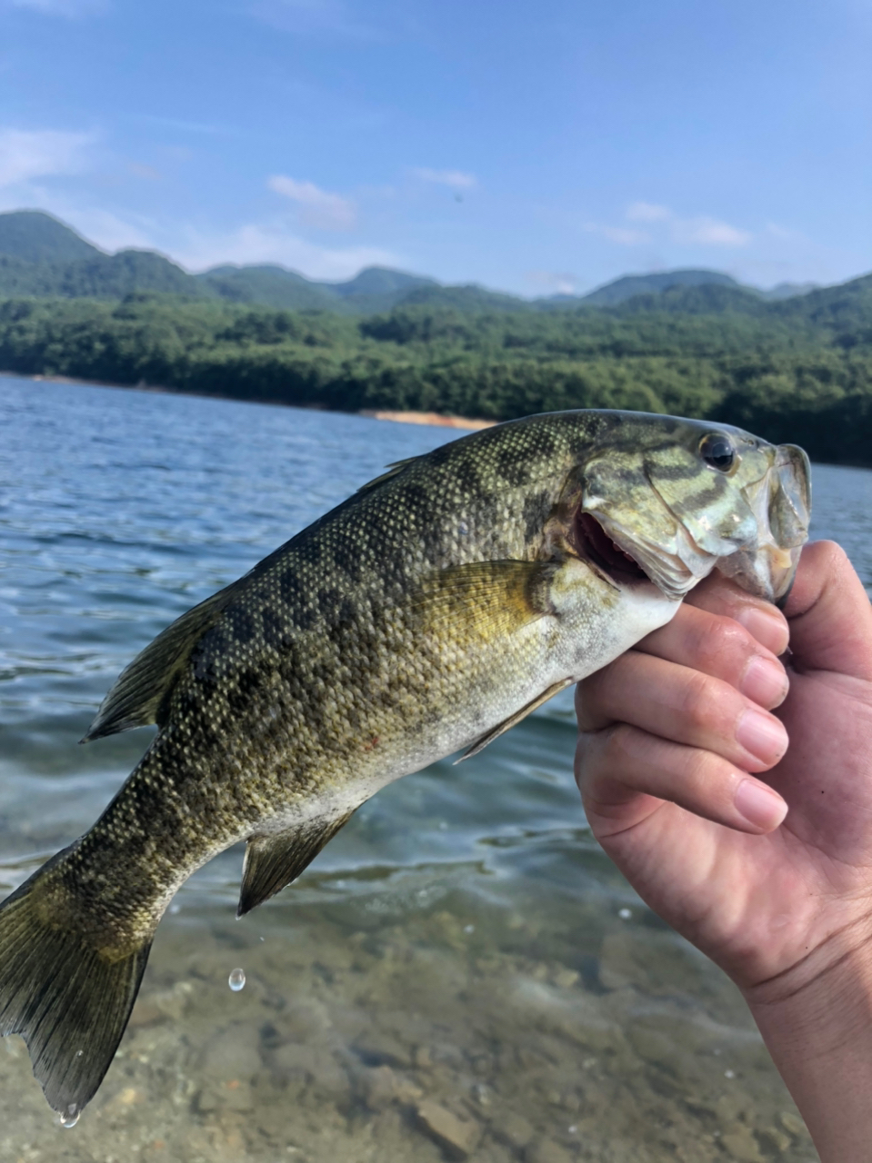 スモールマウスバス