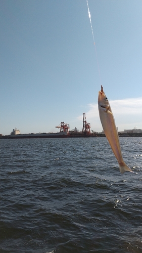 シロギスの釣果