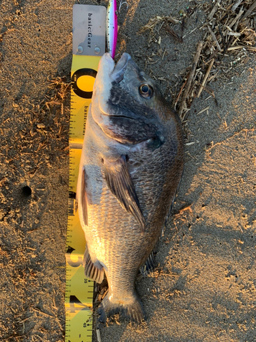 チヌの釣果