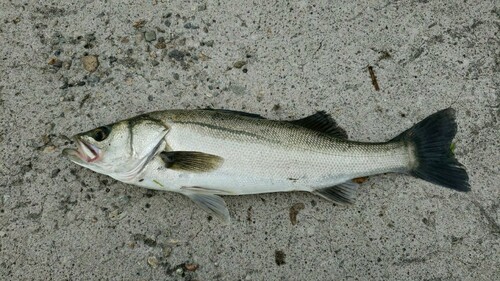 フッコ（マルスズキ）の釣果