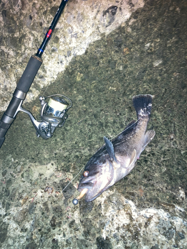 クロソイの釣果