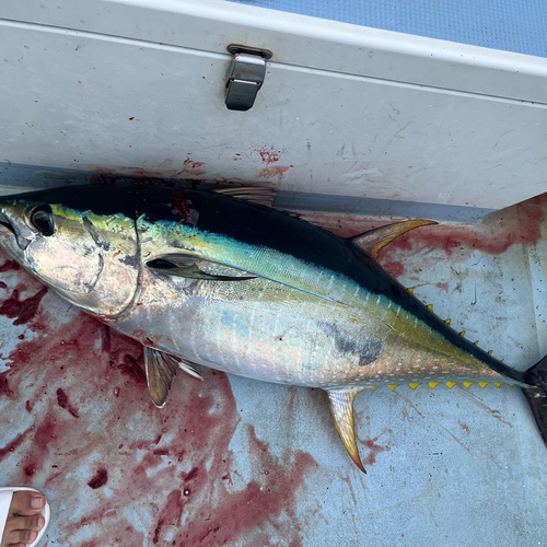 キハダマグロの釣果