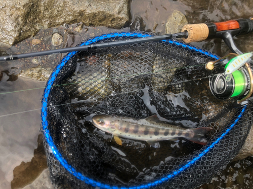 アマゴの釣果