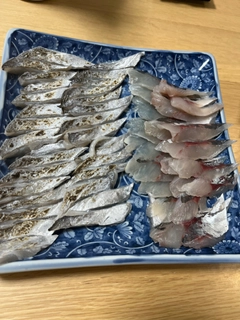 タチウオの釣果