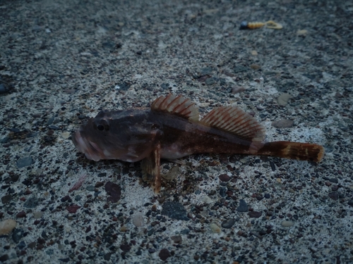 カジカの釣果