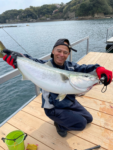 ハマチの釣果