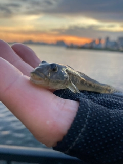 マハゼの釣果