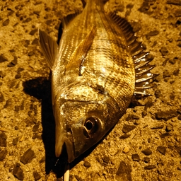 クロダイ