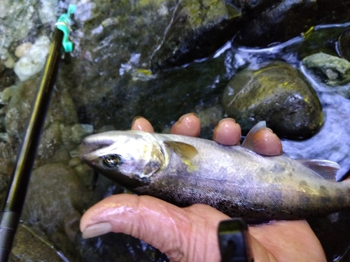 アマゴの釣果