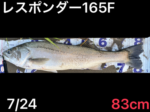 シーバスの釣果