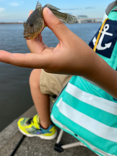 マハゼの釣果