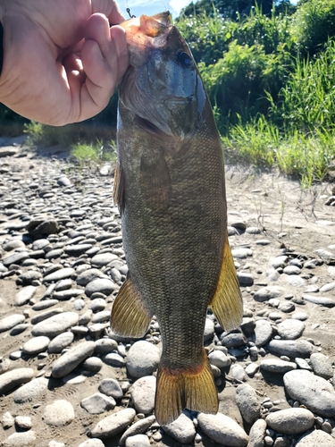 スモールマウスバスの釣果