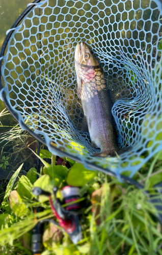 ニジマスの釣果