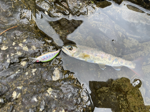 アユの釣果