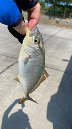 ショゴの釣果