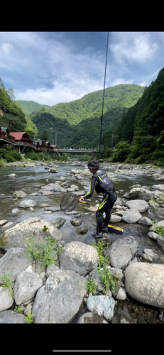 アユの釣果