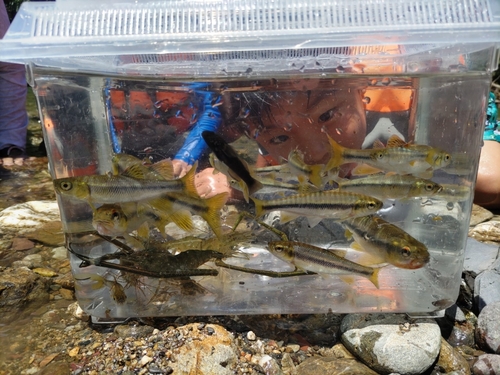 カワムツの釣果