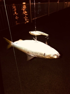 コノシロの釣果