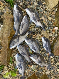 クロダイの釣果